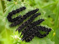 Aglais io 139, Dagpauwoog, caterpillars, Saxifraga-Kars Veling