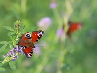 Aglais io 165, Dagpauwoog, Saxifraga Saxifraga-Lieven Decrick