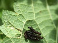 Aglais io 5, Dagpauwoog, caterpillars, Vlinderstichting-Henk Bosma