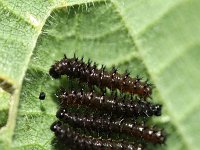 Aglais io 6, Dagpauwoog, caterpillars, Vlinderstichting-Henk Bosma