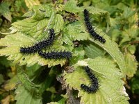 Aglais io 68, Dagpauwoog, caterpillars, Saxifraga-Kars Veling
