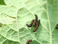Aglais io 7, Dagpauwoog, caterpillars, Vlinderstichting-Henk Bosma