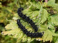 Aglais io 70, Dagpauwoog, caterpillars, Saxifraga-Kars Veling