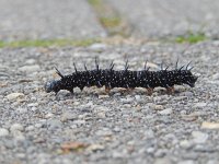 Aglais io 79, Dagpauwoog, caterpillar moving, Saxifraga-Kars Veling