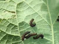 Aglais io 8, Dagpauwoog, caterpillars, Vlinderstichting-Henk Bosma