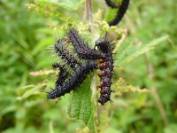 Aglais io 9, Dagpauwoog, caterpillars, Vlinderstichting-Henk Bosma