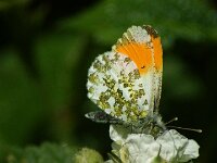 Anthocharis cardamines 118, Oranjetipje, male, Saxifraga-Theo Verstrael