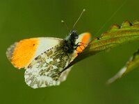 Anthocharis cardamines 119, Oranjetipje, male, Saxifraga-Theo Verstrael