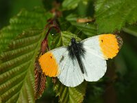 Anthocharis cardamines 120, Oranjetipje, male, Saxifraga-Theo Verstrael