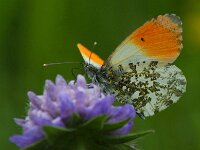 Anthocharis cardamines 121, Oranjetipje, male, Saxifraga-Theo Verstrael