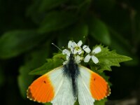 Anthocharis cardamines 122, Oranjetipje, male, Saxifraga-Theo Verstrael