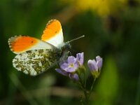 Anthocharis cardamines 123, Oranjetipje, male, Saxifraga-Theo Verstrael