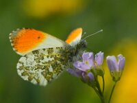 Anthocharis cardamines 124, Oranjetipje, male, Saxifraga-Theo Verstrael