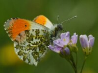 Anthocharis cardamines 125, Oranjetipje, male, Saxifraga-Theo Verstrael