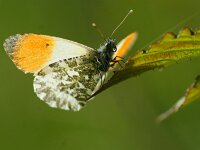 Anthocharis cardamines 126, Oranjetipje, male, Saxifraga-Theo Verstrael