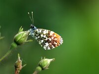 Anthocharis cardamines 127, Oranjetipje, male, Saxifraga-Theo Verstrael
