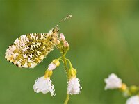 Anthocharis cardamines 128, Oranjetipje, Saxifraga-Lieven Decrick