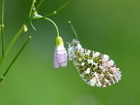 Anthocharis cardamines 129, Oranjetipje, Saxifraga-Lieven Decrick