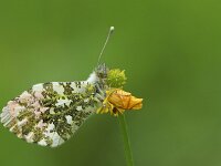 Anthocharis cardamines 130, Oranjetipje, Saxifraga-Lieven Decrick