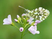Anthocharis cardamines 131, Oranjetipje, Saxifraga-Lieven Decrick