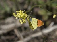 Anthocharis euphenoides 10, Geel oranjetipje, Saxifraga-Willem van Kruijsbergen