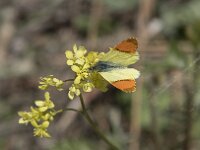 Anthocharis euphenoides 11, Geel oranjetipje, Saxifraga-Willem van Kruijsbergen
