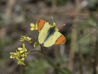 Anthocharis euphenoides 12, Geel oranjetipje, Saxifraga-Willem van Kruijsbergen