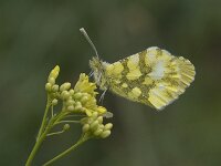 Anthocharis euphenoides 13, Geel oranjetipje, Saxifraga-Willem van Kruijsbergen