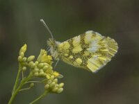 Anthocharis euphenoides 15, Geel oranjetipje, Saxifraga-Willem van Kruijsbergen