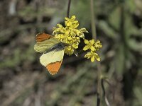 Anthocharis euphenoides 16, Geel oranjetipje, Saxifraga-Willem van Kruijsbergen