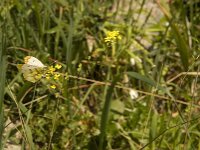 Anthocharis euphenoides 17, Geel oranjetipje, female, Saxifraga-Jan van der Straaten