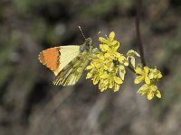 Anthocharis euphenoides 18, Geel oranjetipje, Saxifraga-Willem van Kruijsbergen