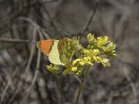 Anthocharis euphenoides 19, Geel oranjetipje, Saxifraga-Willem van Kruijsbergen