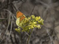 Anthocharis euphenoides 20, Geel oranjetipje, Saxifraga-Willem van Kruijsbergen