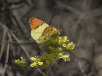 Anthocharis euphenoides 21, Geel oranjetipje, Saxifraga-Willem van Kruijsbergen