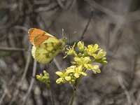 Anthocharis euphenoides 5, Geel oranjetipje, Saxifraga-Willem van Kruijsbergen