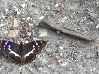 Apatura iris 84, Grote weerschijnvlinder, Saxifraga-Theo Verstrael