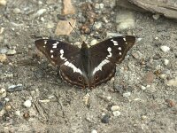 Apatura iris 89, Grote weerschijnvlinder, Saxifraga-Theo Verstrael