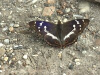 Apatura iris 90, Grote weerschijnvlinder, Saxifraga-Theo Verstrael
