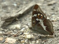 Apatura iris 91, Grote weerschijnvlinder, Saxifraga-Theo Verstrael
