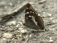 Apatura iris 92, Grote weerschijnvlinder, Saxifraga-Theo Verstrael