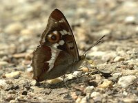 Apatura iris 93, Grote weerschijnvlinder, Saxifraga-Theo Verstrael