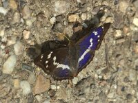 Apatura iris 94, Grote weerschijnvlinder, Saxifraga-Theo Verstrael