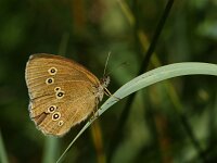 Aphantopus hyperantus 66, Koevinkje, Saxifraga-Theo Verstrael
