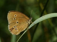 Aphantopus hyperantus 67, Koevinkje, Saxifraga-Theo Verstrael