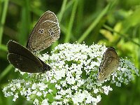 Aphantopus hyperantus 69, Koevinkje, Saxifraga-Theo Verstrael