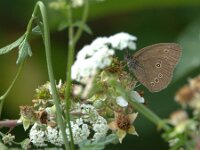 Aphantopus hyperantus 71, Koevinkje, Saxifraga-Theo Verstrael