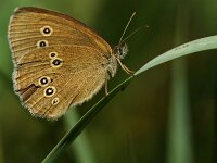 Aphantopus hyperantus 72, Koevinkje, Saxifraga-Theo Verstrael