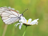 Aporia crataegi 100, Groot geaderd witje, Saxifraga-Lieven Decrick