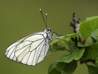 Aporia crataegi 101, Groot geaderd witje, Saxifraga-Lieven Decrick